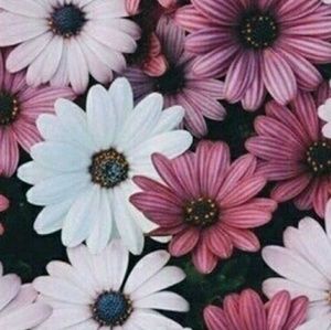 Meet your Posher, Molly